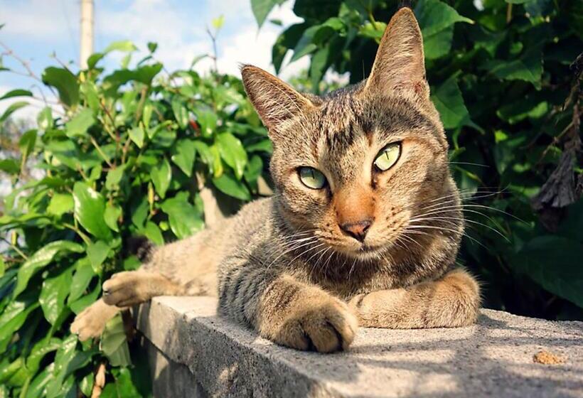 בית, חדר שינה 1, 435