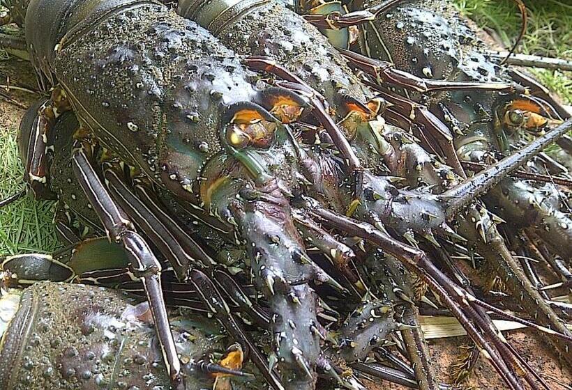 ガーデンビュースイート, Oceanfront Bungalows   Paradise Rentals