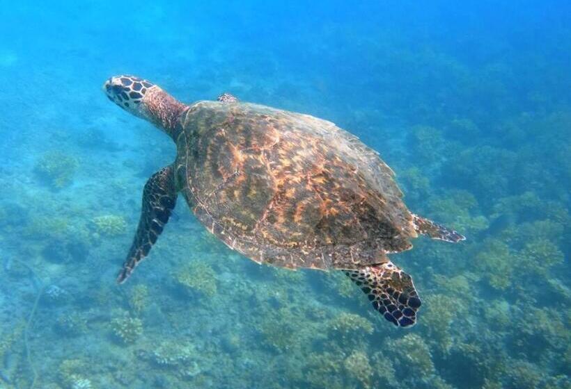 ガーデンビュースイート, Oceanfront Bungalows   Paradise Rentals