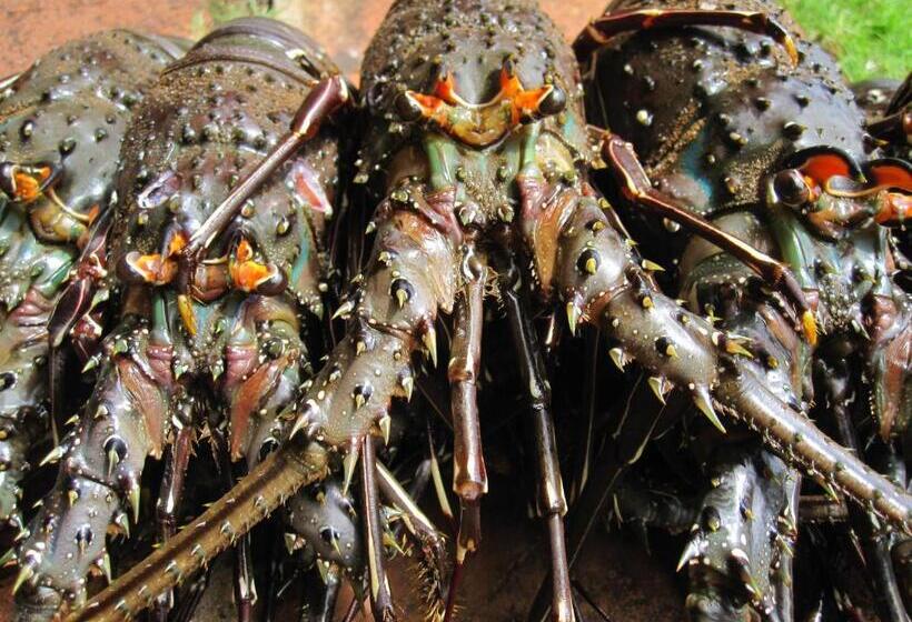 オーシャンビューのスタンダードバンガロー, Oceanfront Bungalows   Paradise Rentals