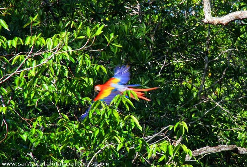 スタンダードバンガロー, Oceanfront Bungalows   Paradise Rentals
