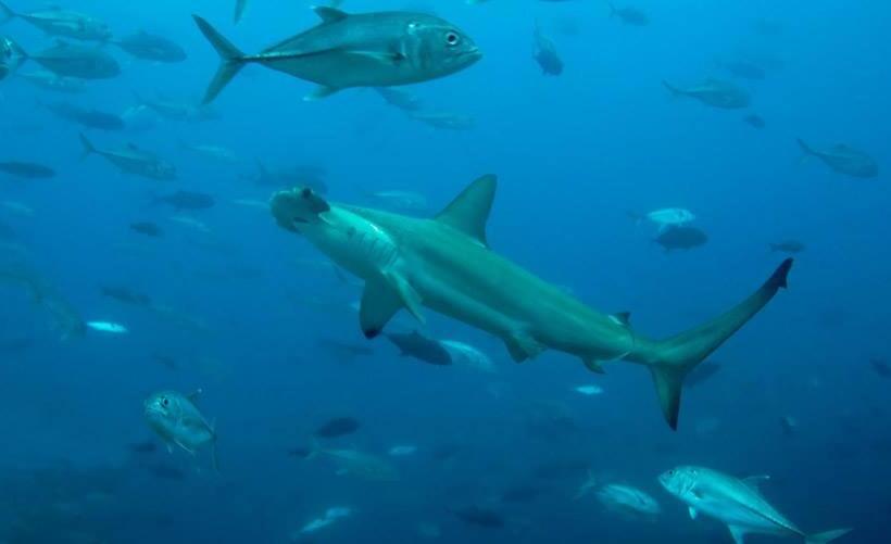 １ベッドルームハウス, Oceanfront Bungalows   Paradise Rentals