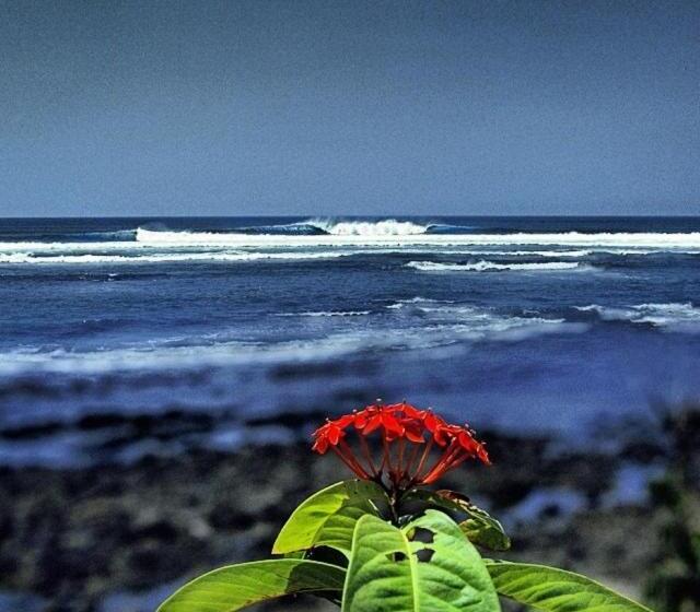 침실 1개 주택, Oceanfront Bungalows   Paradise Rentals