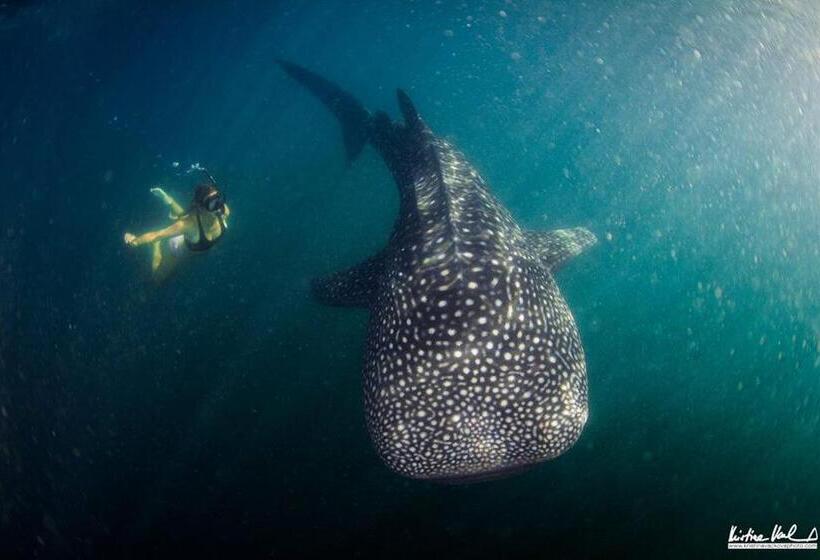 オーシャンビューデラックススイート, Oceanfront Bungalows   Paradise Rentals