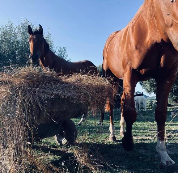 バルコニー付きスタンダードルーム, Agriturismo Beata Solitudo