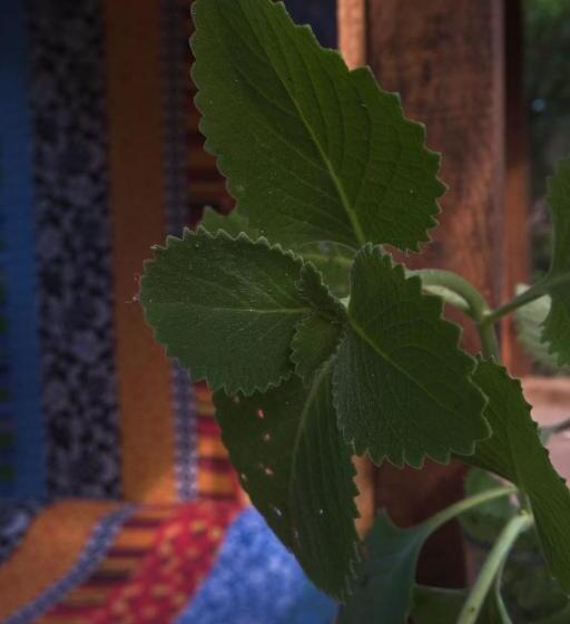 스탠다드 룸 가든 전망, Planta Glamp Farm