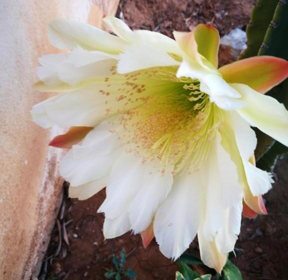 חדר דלוקס, La Casa Malu