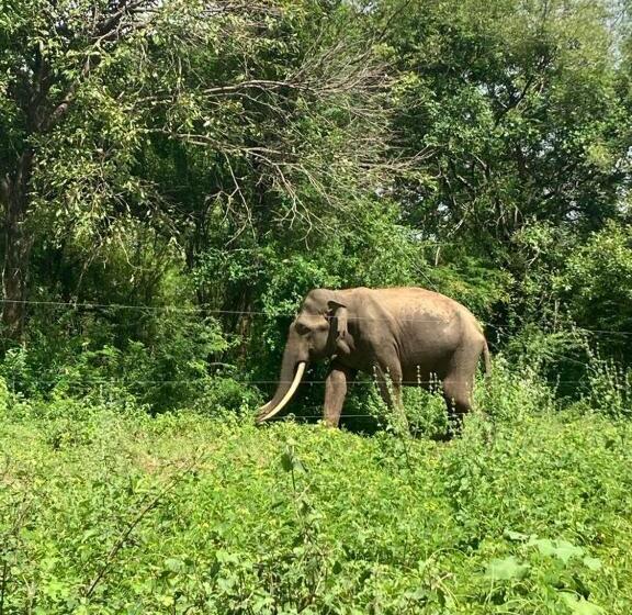 غرفة ديلوكس, Pam Land Eco Safari Resort