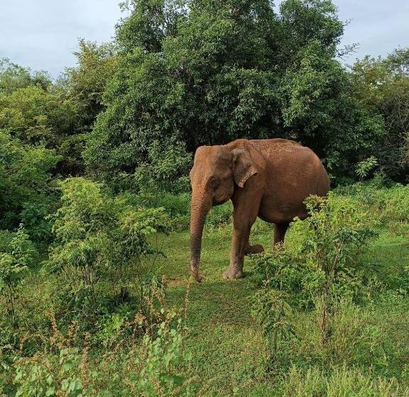 غرفة ديلوكس, Pam Land Eco Safari Resort