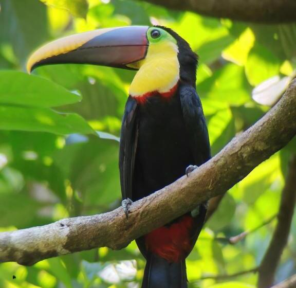בונגלו סטנדרט עם נוף לגינה, Cabinas Corcovado Green Parrot, Los Planes Drake