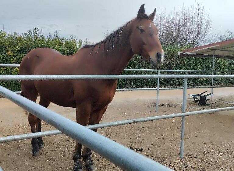 Balkonlu 1 Yatak Odalı Daire, Agriturismo La Mora   Bilancia