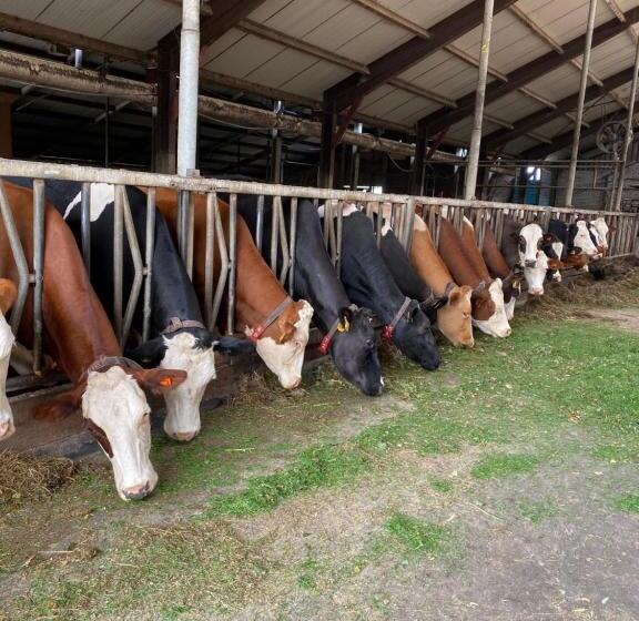 חדר סטנדרט, Herberg Boerderij De Straat Hof