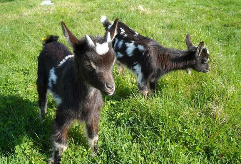 标准间, A L'oree Du Lin