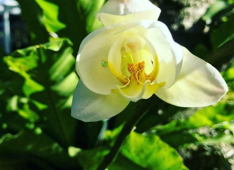 Deluxe Suite King Bed, Villa Costa Plenty