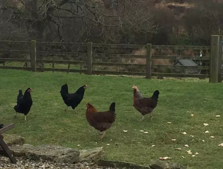 اتاق استاندارد با تخت بزرگ, Folly Hall Farm