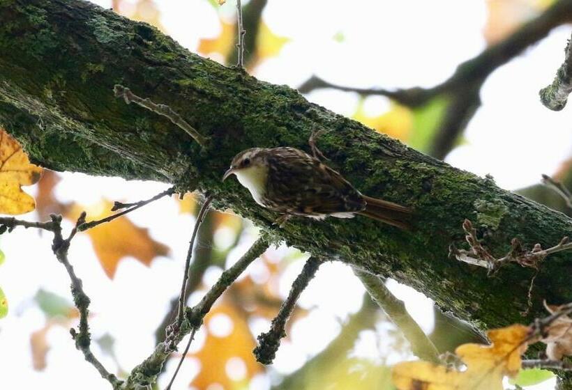 标准间, Moulin Du David