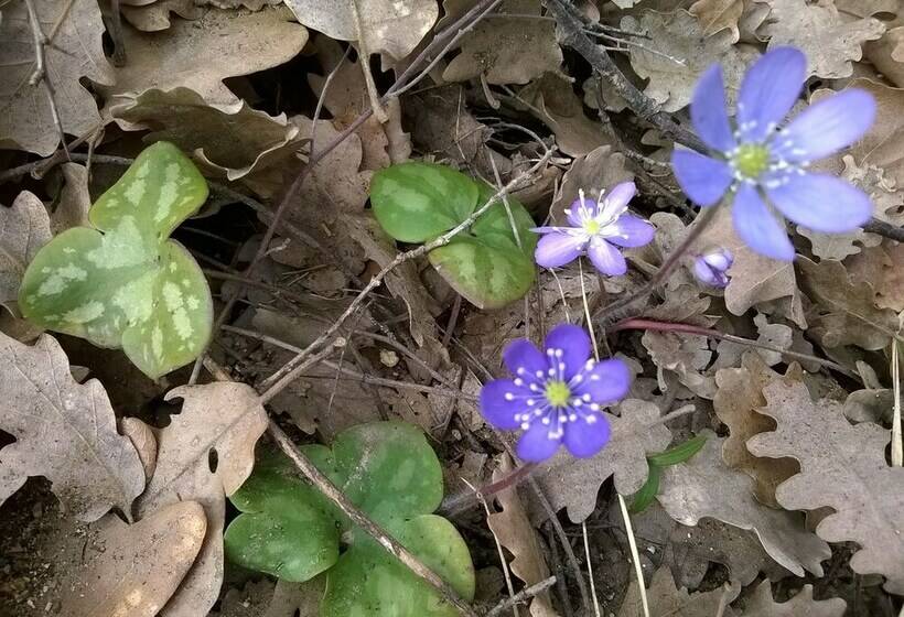 Номер Стандарт, Hôtel Sainte Anne