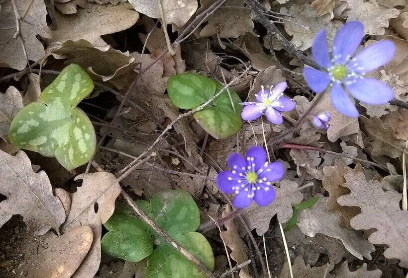 Номер Стандарт, Hôtel Sainte Anne