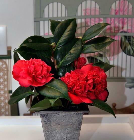 Номер Стандарт, La Demeure De L'ile