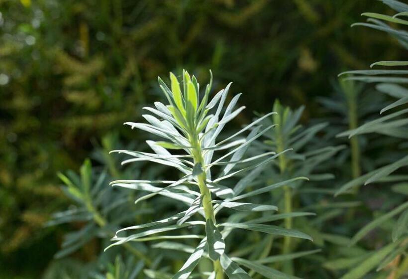חדר סטנדרט, Maison Ronan Kervarrec   Rennes   Saint Grégoire