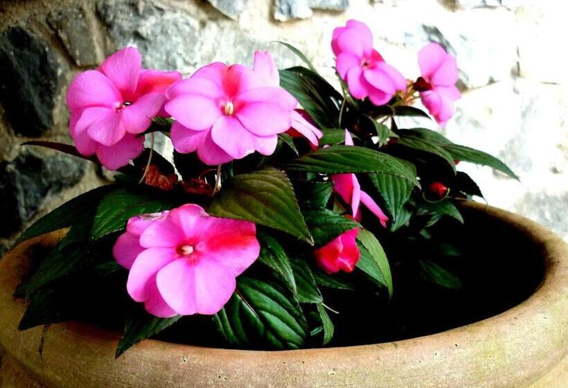 استودیوی استاندارد, Costa Morroni