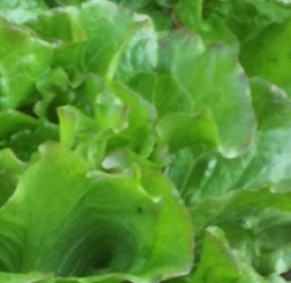 Дом 1 Спальня, La Mimosa Case Vacanze