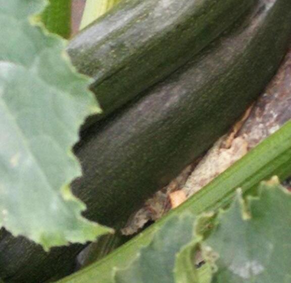 Дом 1 Спальня, La Mimosa Case Vacanze