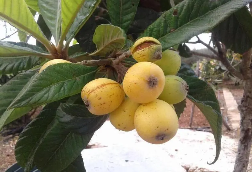 خانه 1 خوابه, La Mimosa Case Vacanze