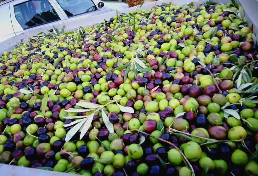 آپارتمان عادی 1 خوابه, La Mimosa Case Vacanze