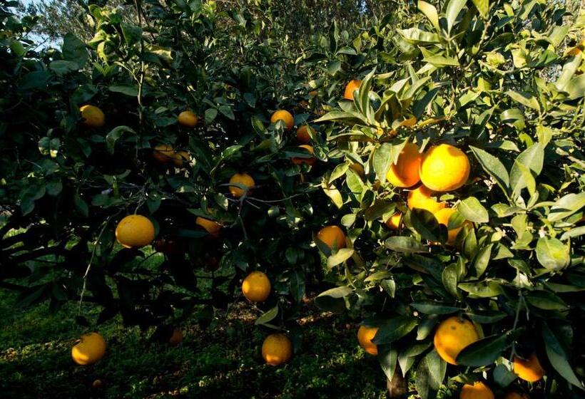 Апартаменты Basic 1 Спальня, La Mimosa Case Vacanze