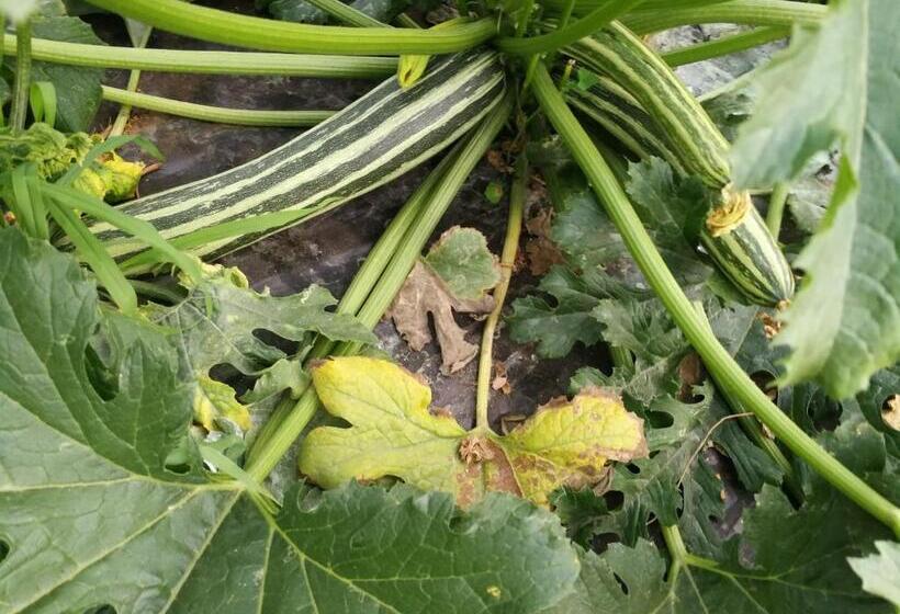 Апартаменты Basic 1 Спальня, La Mimosa Case Vacanze