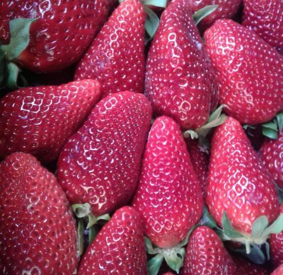 Апартаменты Basic 1 Спальня, La Mimosa Case Vacanze