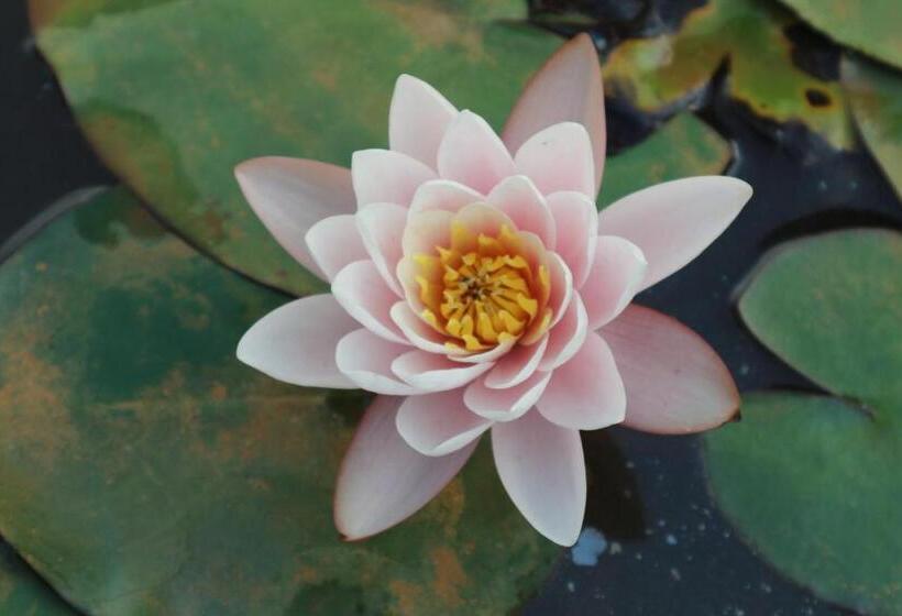 شقة سوبريور غرفة واحدة, B&b View Talay 1 Jomtien Pattaya