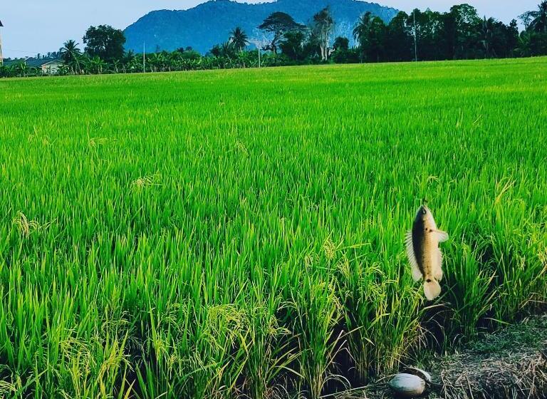 Одноместный Номер Вид на Сад, Bungalow Mat Hj Limah