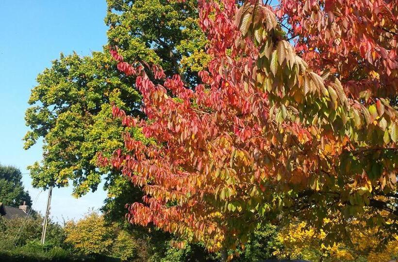 Номер Deluxe, Chimneys B&b Free Night When Available