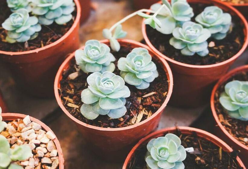 דירת חדר דלוקס, Goji Vegan