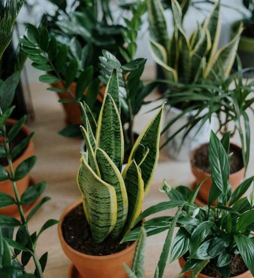 סטודיו סטנדרט עם מרפסת, Goji Vegan