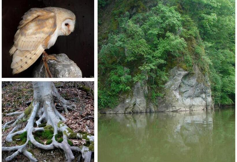 이코노미 룸, Golden Lion