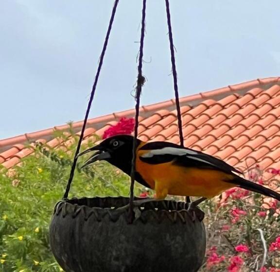 آپارتمان 1 خوابه با چشمانداز دریا, Diver's Paradise Bonaire