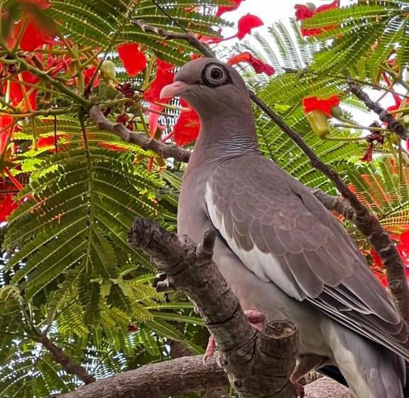 آپارتمان 1 خوابه با چشمانداز دریا, Diver's Paradise Bonaire