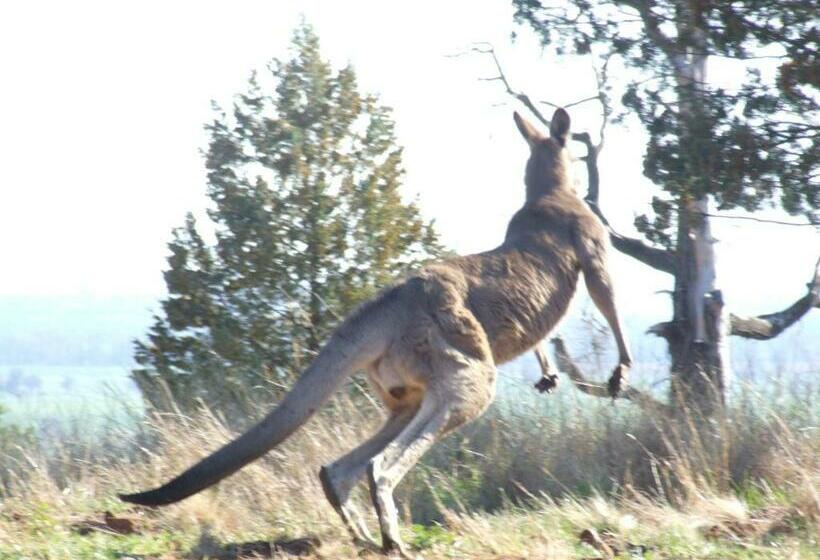 סטודיו סטנדרט, מיטה זוגית, Bulwarra Accommodation   Heritage Studio