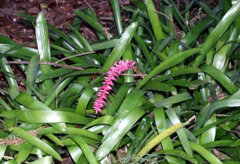 اتاق خانوادگی, Moruya Motel
