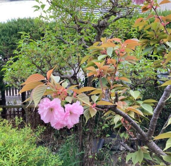 غرفة قياسية, Shionome House