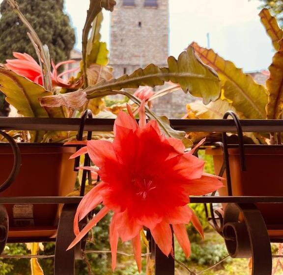 سوئیت جونیور با چشم‌انداز, The Tower Of The Old King
