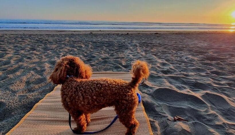 غرفة قياسية, Oceanic Playa Matapalo