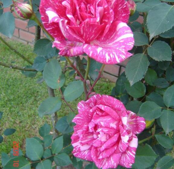 חדר סטנדרט, Westlodge At Graskop B&b