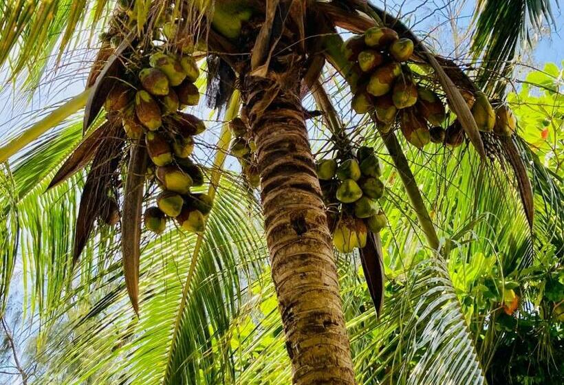غرفة قياسية ثلاثية, Kaure Sand Beach Lodge
