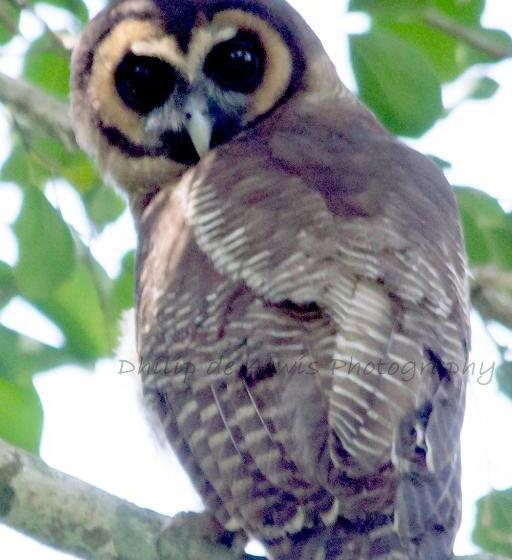 带大床的高级房间, Pinthaliya Resort