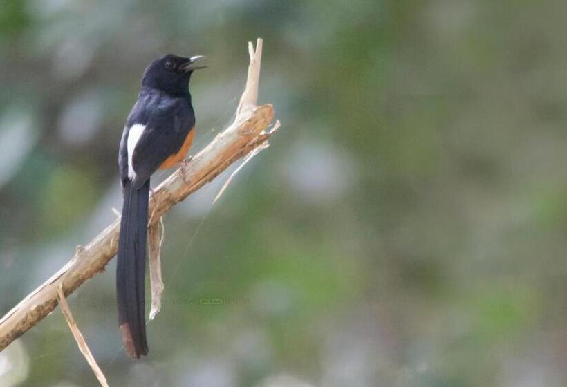 带大床的高级房间, Pinthaliya Resort