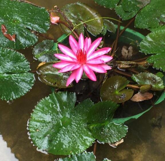 带大床的高级房间, Pinthaliya Resort